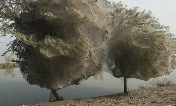 Spider webs cover trees near a body of water, creating a dense, silky appearance. No people are visible in the picture.