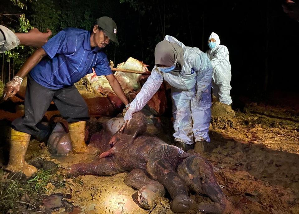 Officials investigating the carcass of a Sumatran elephant and unborn baby (EPA)