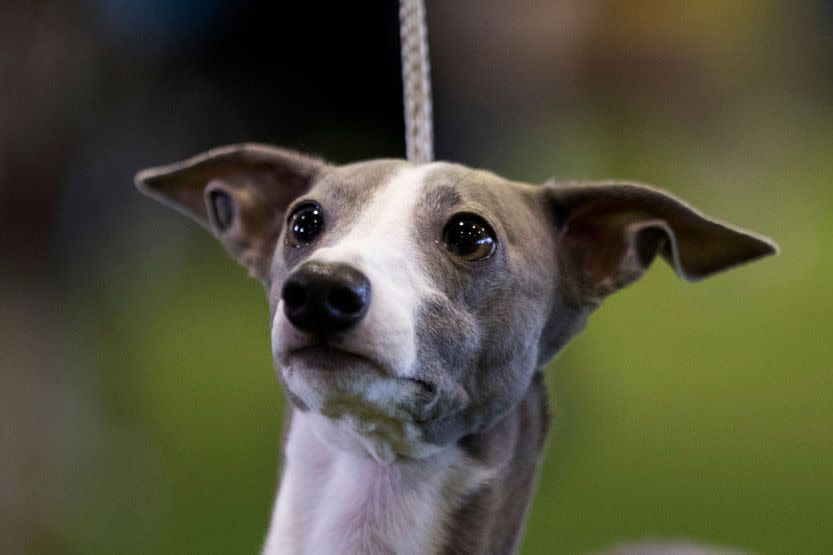 Westminster Dog Show Photos They Don't Want You to See