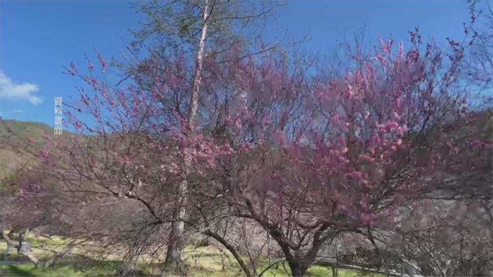 一秒到日本！　武陵農場櫻花吸數十萬旅客爭睹