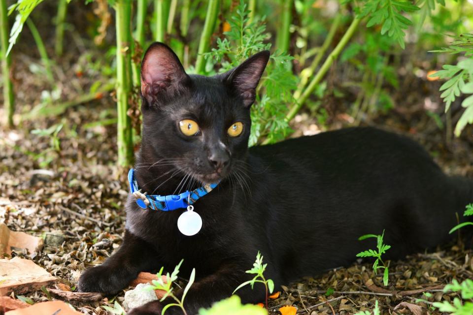 13) Japanese Bobtail