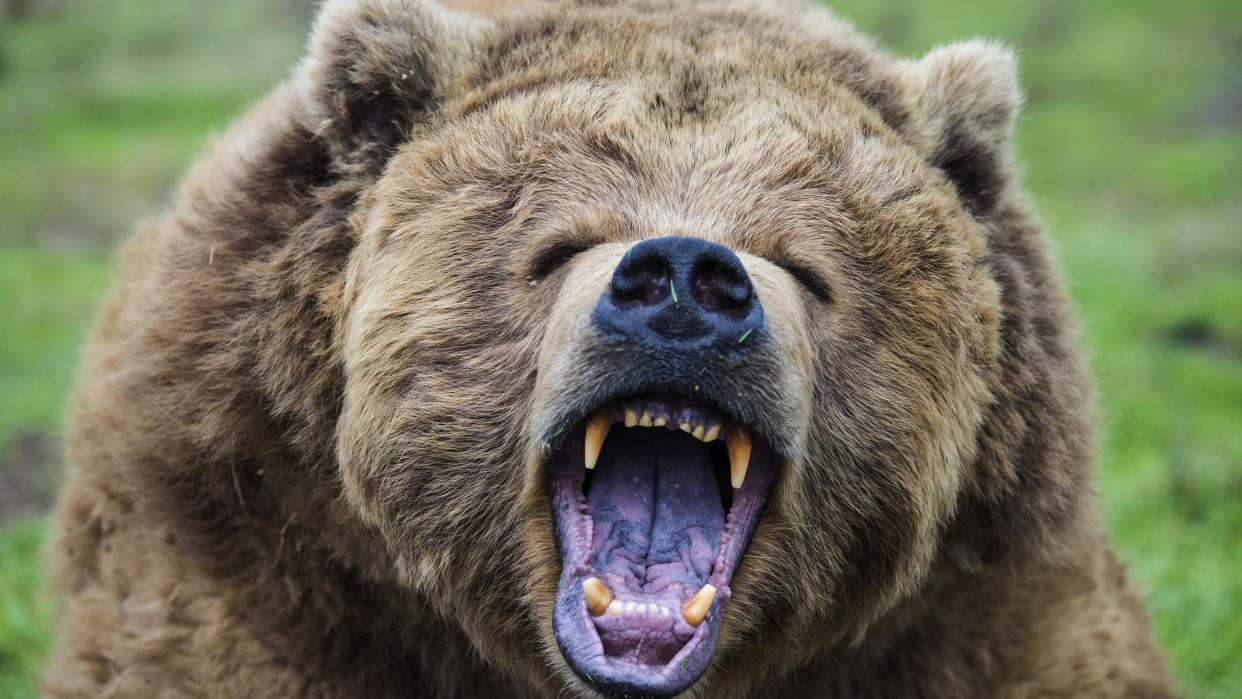  Roaring grizzly bear. 
