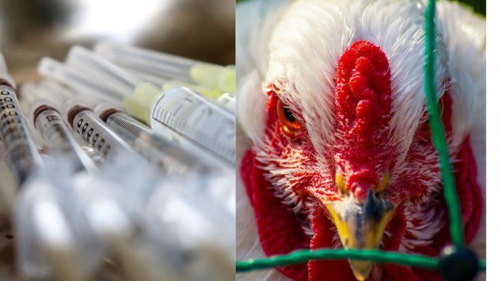 La OMS alerta que crece la transmisión de la gripe aviar a seres humanos