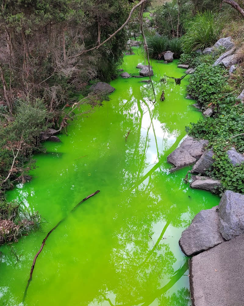 a bright green creek in Boronia, Victoria