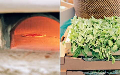 The wood oven, and a box of basil, used in many Franco Manca dishes - Credit: Jasper Fry
