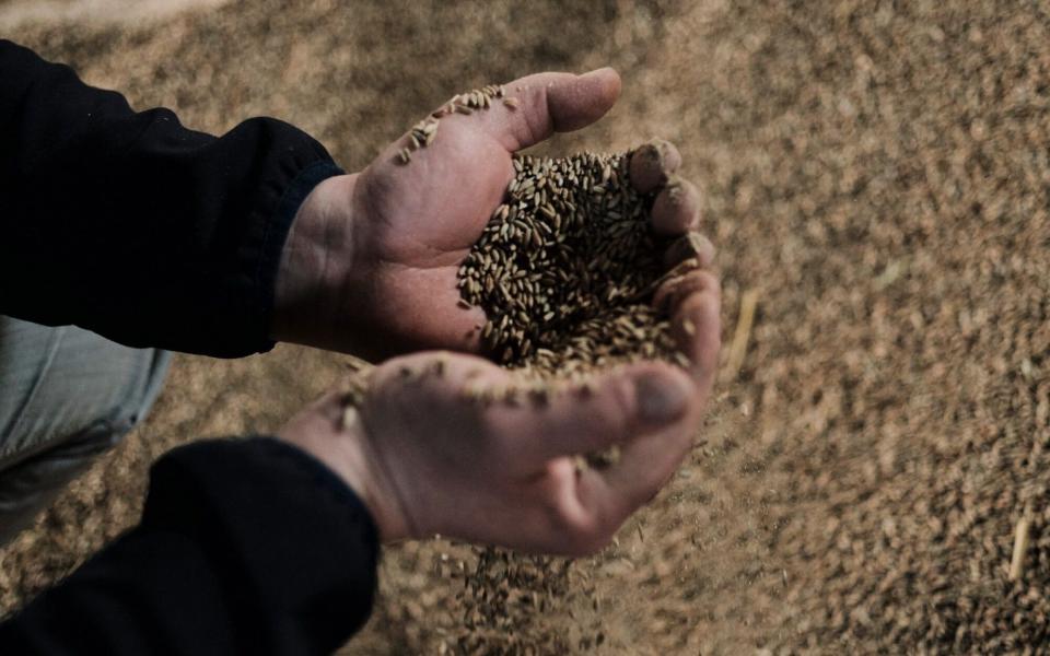 A farmer and member of the AgroUnia union inspects unsold rye grain stores