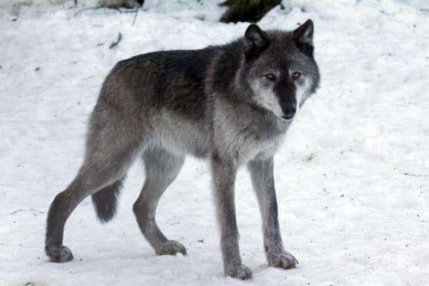 A black wolf that was seen travelling between Dettah and Ndilǫ this weekend is believed to have “mauled and killed” a pet dog in Yellowknife, according to the N.W.T. Department of Environment and Climate Change. (N.W.T. Department of Environment and Climate Change - image credit)