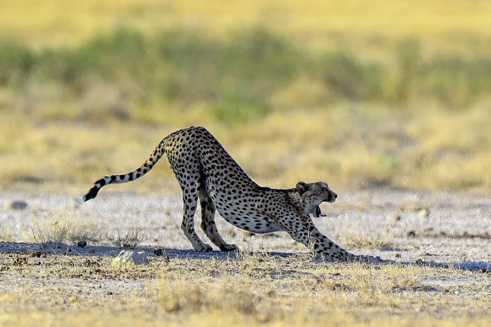 <span>A cheetah stretches after a long nap under a tree in Etosha National Park. Daytime temperatures can soar well above 100 degrees, with the only relief from a breeze or the shade. (Photo: Gordon Donovan/</span>Yahoo News)