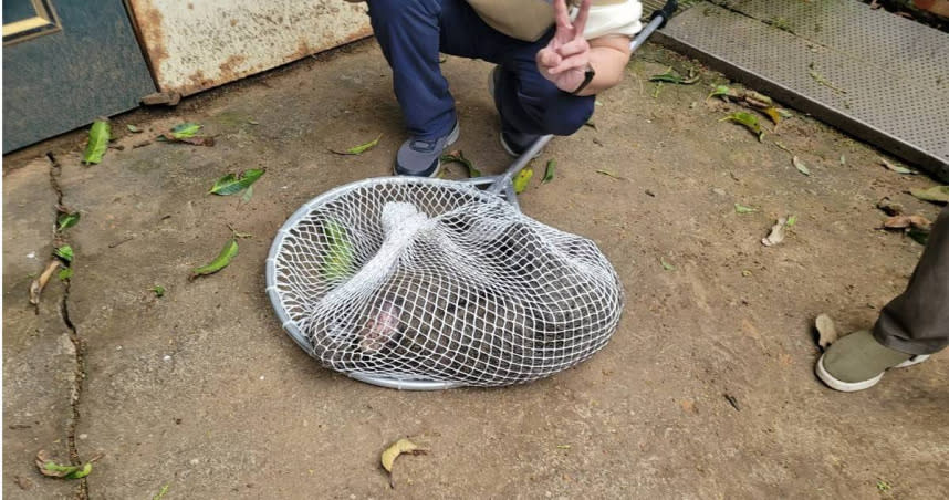 東非狒狒今日下午在楊梅民宅遭捕獲，但牠被獵槍打中，送醫途中不幸身亡。（圖／翻攝畫面）