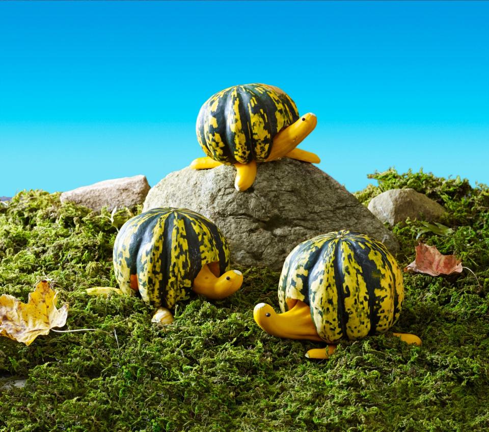 pumpkin carving ideas turtle race