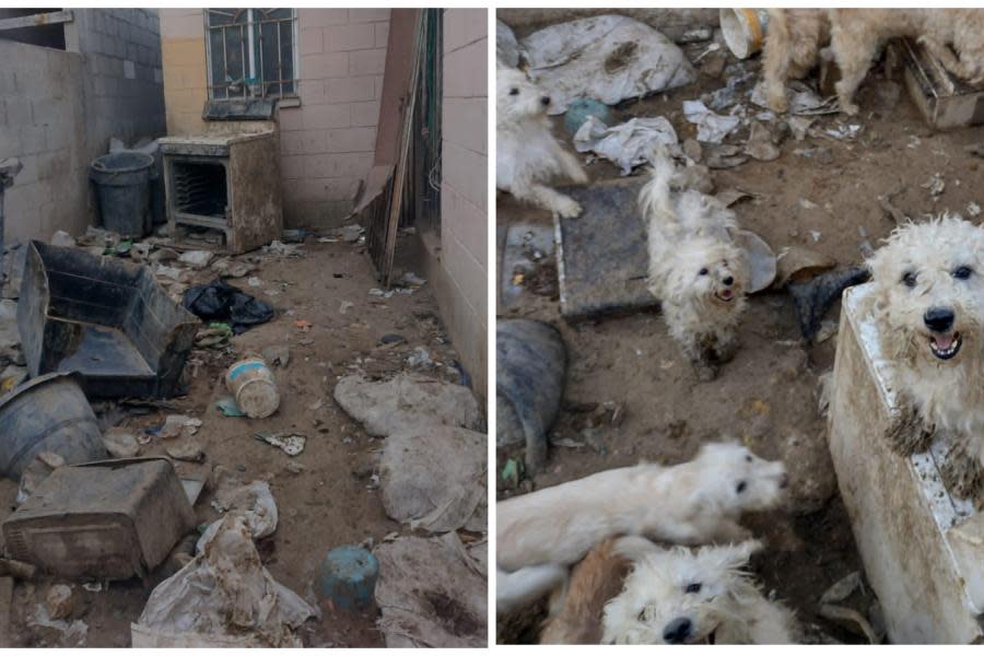 Rescatan a 33 perros que sufrían maltrato animal en una casa de Tijuana