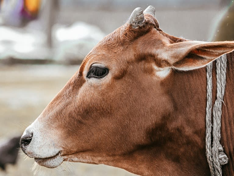 That’s no chicken coop… that’s a cow’s…