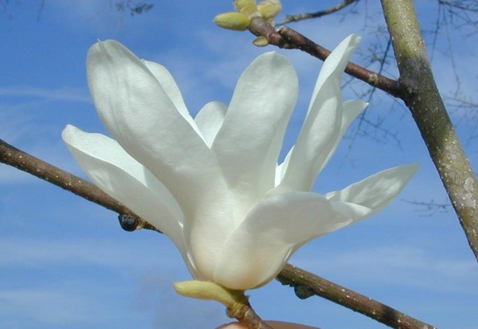 A lily tree or Yulan magnolia (Magnolia denudata) flower.