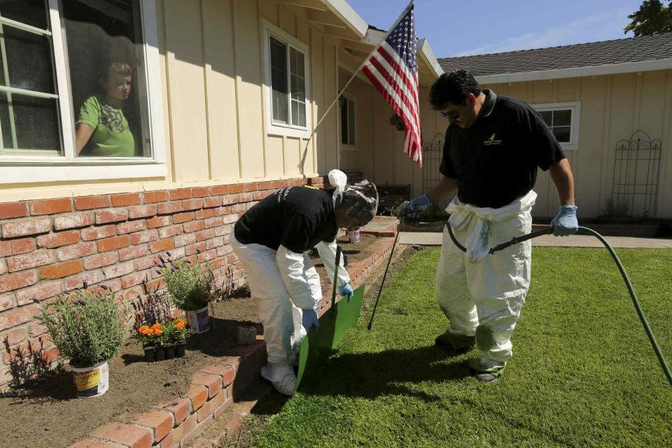 Colby Feece (L) looks out the window of his home as workers with Green Canary apply a diluted concentrate of aqueous pigment to the front lawn of his home in San Jose, California July 24, 2014. The company said it uses the coloring application to improve property value, conserve water, and reduce maintenance costs. REUTERS/Robert Galbraith (UNITED STATES - Tags: ENVIRONMENT)