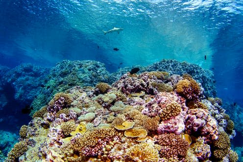 <span class="caption">A healthy coral reef on Millennium Atoll, Southern Line Islands.</span> <span class="attribution"><span class="source">Brian Zgliczynski</span>, <span class="license">Author provided</span></span>