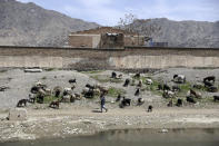 An Afghan nomad, called Kuchi, shepherd leads his sheep on the outskirts of Kabul, Afghanistan, Friday, April 9, 2021. (AP Photo/Rahmat Gul)