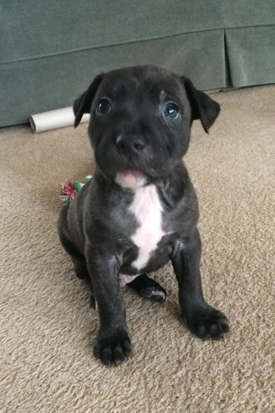 Davison, the only male dog, in his foster home. (Battersea Dogs Home)