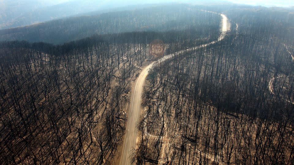 A burnt out forest in the Kinglake region of the Australian state of Victoria, February 2009. The 'Black Saturday' blazes claimed 173 lives and prompted a royal commission into the government's bushfire strategy. - Luis Ascui/Getty Images