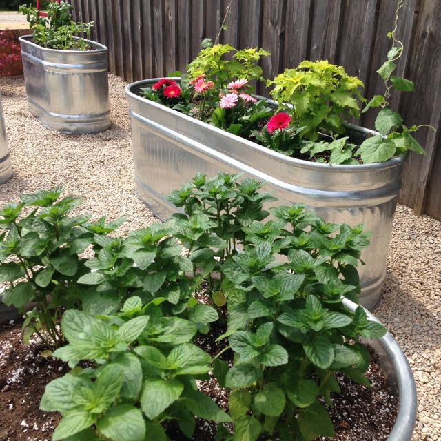 raised bed garden in a metal trough