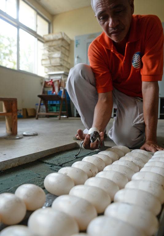 A worker holds a newly-hatched freshwater crocodile next to eggs in incubators ready for hatching at a crocodile farm in Puerto Princesa, Palawan island on June 6, 2014