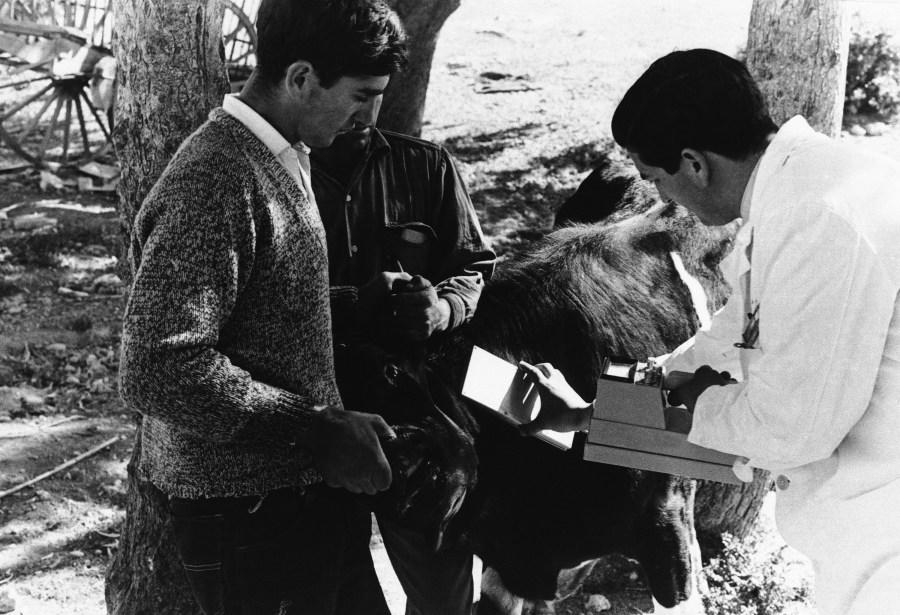 No hair left unturned in great nuclear search, an expert from Spains Nuclear Energy Board checks a reluctant cow for signs of radioactivity in Palomares Beach, Spain in 1966. (AP Photo)