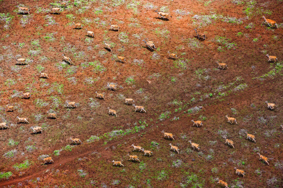 Animals from above