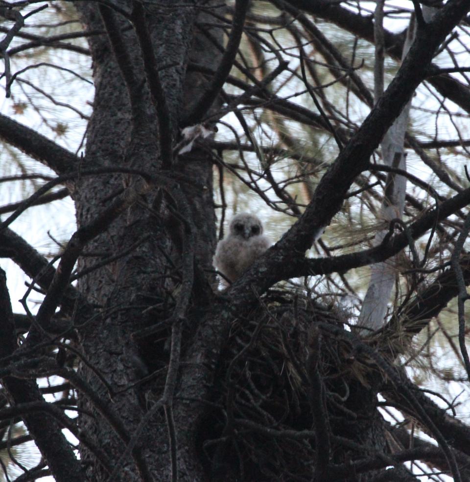 An owlet peers out of its nest as biologists observe the nest.