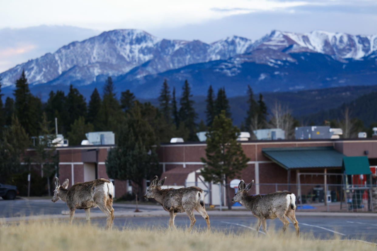 A small herd of deer walk past Gateway Elementary School on April 12, 2023 in Woodland Park, Colo. (Michael Ciaglo for NBC News)