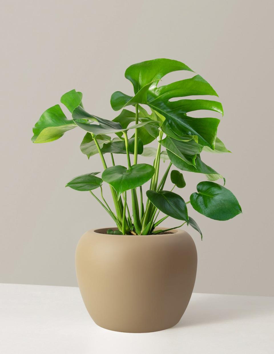 <p><a href="https://go.redirectingat.com?id=74968X1596630&url=https%3A%2F%2Fwww.thesill.com%2Fproducts%2Fmonstera-large-indoor-plant&sref=https%3A%2F%2Fwww.cosmopolitan.com%2Flifestyle%2Fa46297473%2Finterior-design-trends-2024%2F" rel="nofollow noopener" target="_blank" data-ylk="slk:Shop Now;elm:context_link;itc:0;sec:content-canvas" class="link ">Shop Now</a></p><p>Large Monstera Deliciosa</p><p>thesill.com</p><p>$228.00</p>