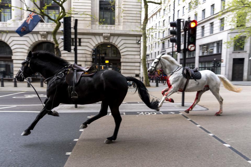 Two of the Household Cavalry horses on the loose bolting through the London in April (Jordan Pettitt/PA) (PA Wire)