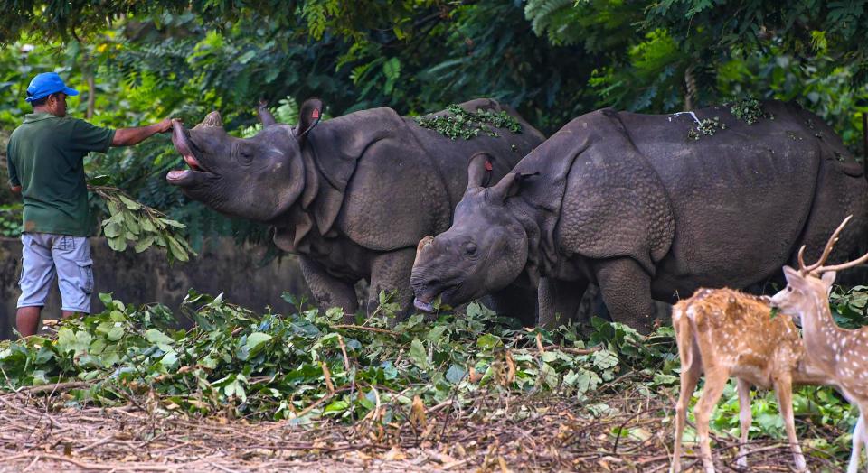 <div class="paragraphs"><p>A zookeeper Govinda feeds a pair of one horn rhino inside the enclosure at Assam State Zoo in Guwahati, Wednesday, 15 September.</p></div>