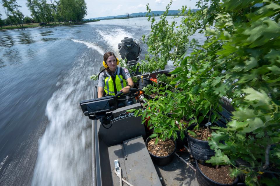 Army Corps of Engineers forester Sara Rother drives a boat full of trees to be planted on an island south of La Crosse in the Mississippi River June 2. The Army Corps of Engineers is restoring floodplain forest habitat with trees such as river birch, hackberry, cottonwood, silver maple and swamp white oak.