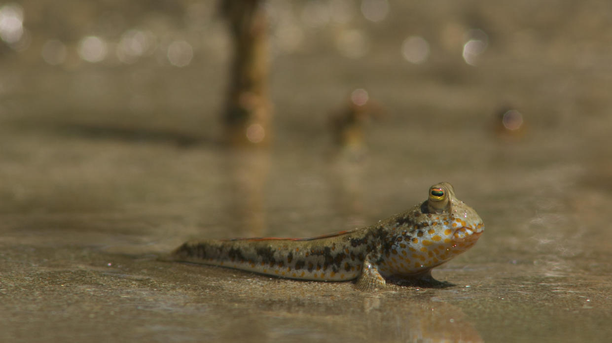  A mudskipper in a mangrove at Bako National Park. 