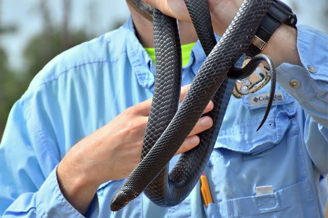 <p>Florida Fish and Wildlife Conservation Commission (FWC)</p> An eastern indigo snake about to be released at The Nature Conservancy's Apalachicola Bluffs and Ravines Preserve