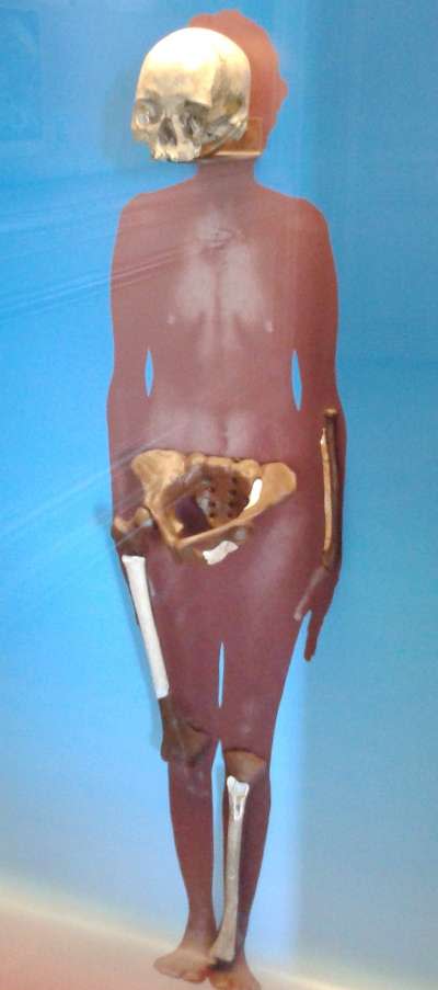在巴西國家博物館內展出的「露西亞」是美洲最古老的人類骨骸。（取自Wikipedia）