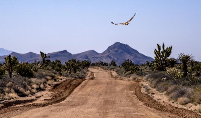 SAN BERNARDINO COUNTY, CA - APRIL 02: A red-tailed hawk flies over the historic Mojave Road in the Mojave National Preserve on Thursday, April 2, 2020 in San Bernardino County, CA. (Brian van der Brug / Los Angeles Times)