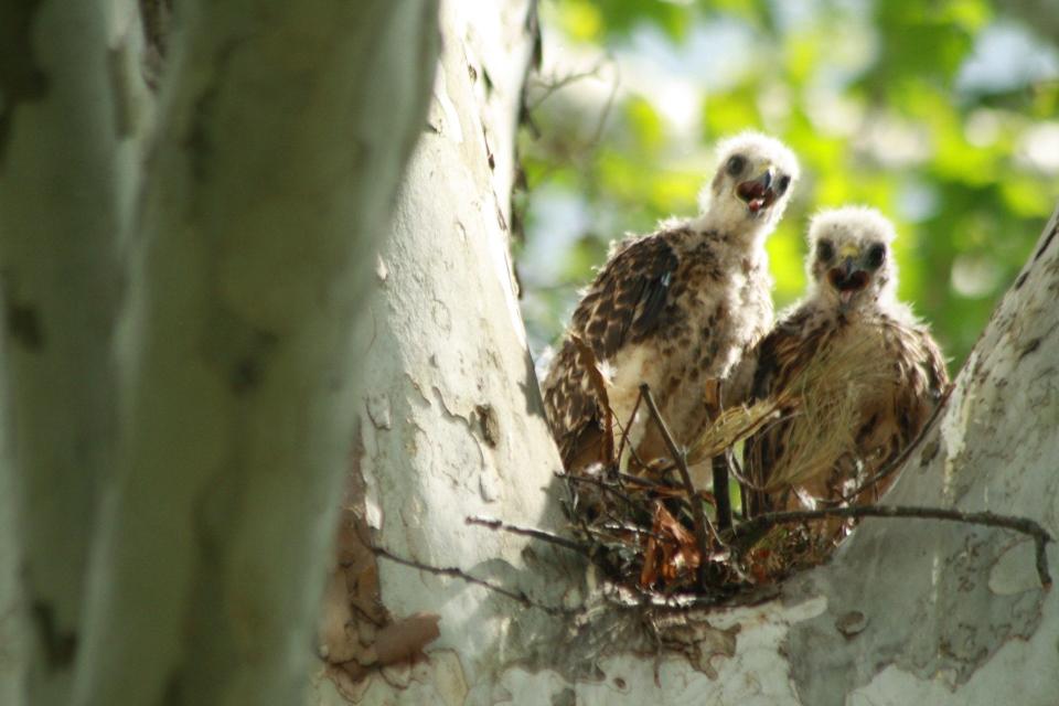 Angela Conner took this picture last summer of the two baby hawks that hatched in a nest built in a sycamore tree in her back yard.