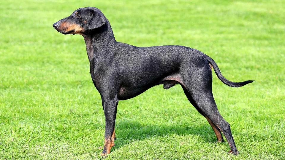 Manchester Terrier dog