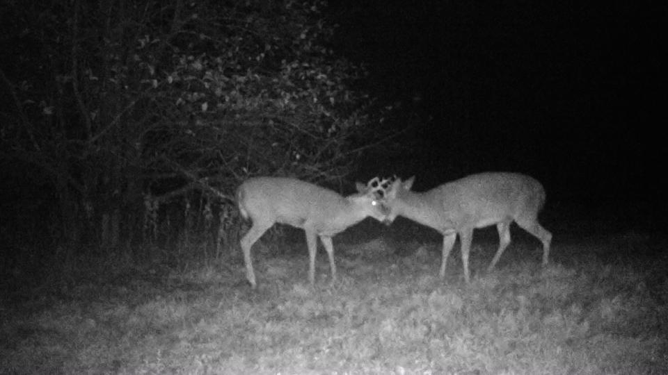 Deer seen via night vision