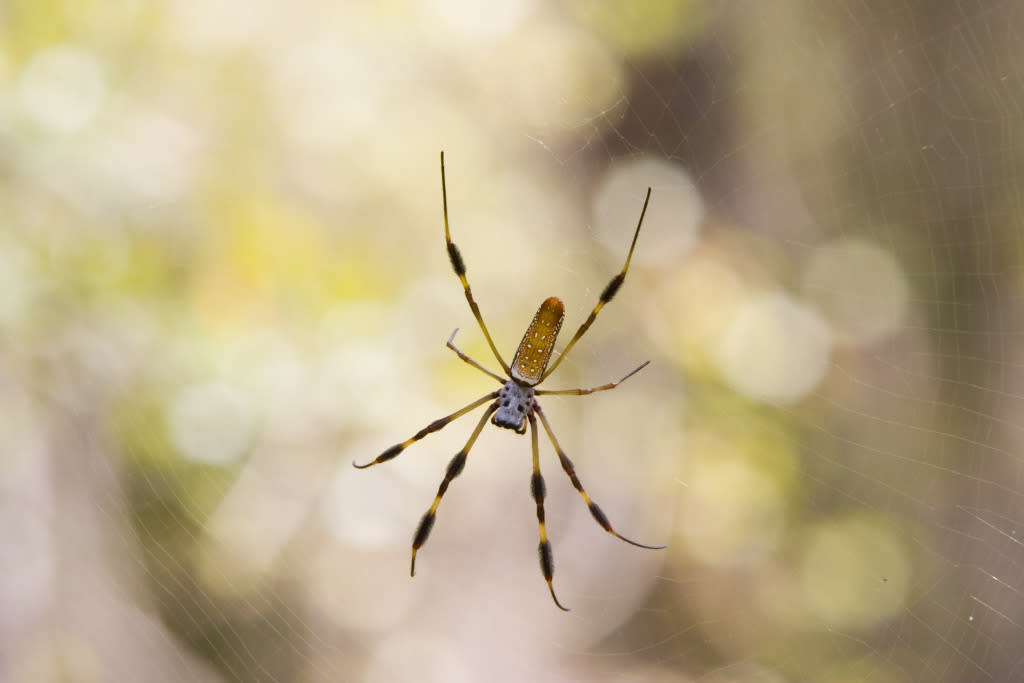 Spiders the size of your hand that can fly for miles? They're coming,  researchers say 