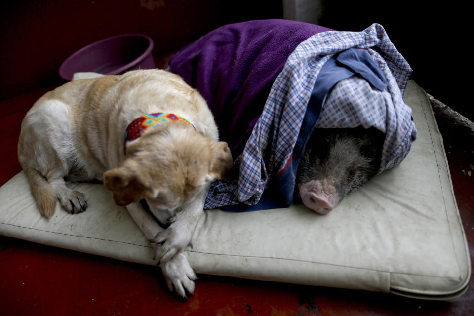 <p>Algeria, left, and Jacinto, rest at a temporary home in the aftermath of a 7.1-magnitude earthquake, in Mexico City, Friday, Sept. 22, 2017. (Photo: Natacha Pisarenko/AP) </p>