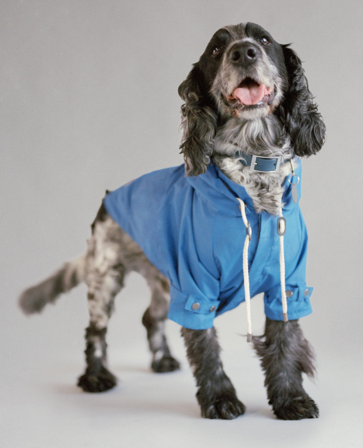 Selfridges has created a campaign with Battersea animal rescue charity featuring pet clothing.  - Credit: Courtesy of Selfridges