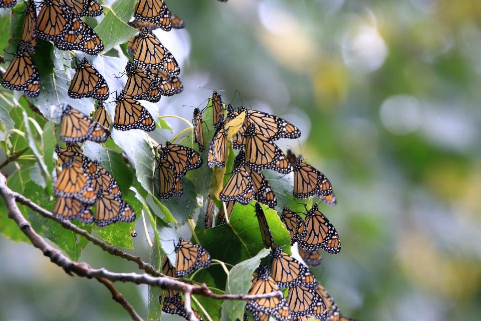 <p><strong>Monarch Butterfly </strong><br><br>The Lone Star State crowned the Danaus Plexippus its state insect in 1995.</p>