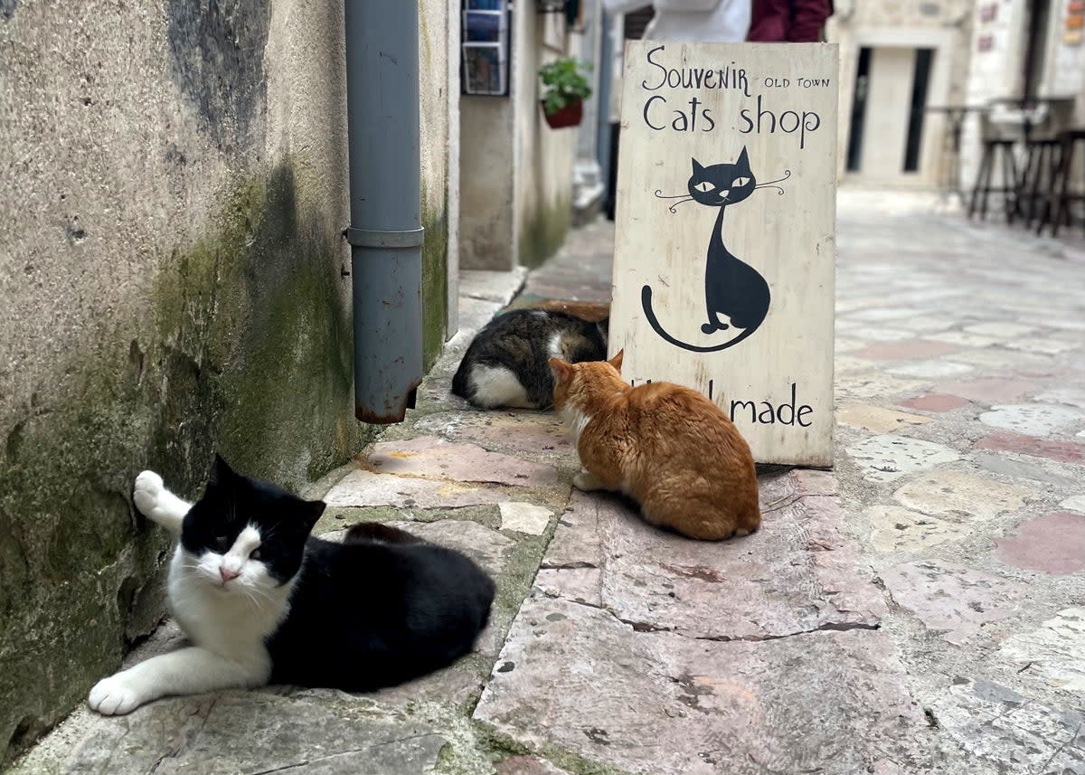 Cat souvenir shops have sprung up around town (Robyn Wilson)