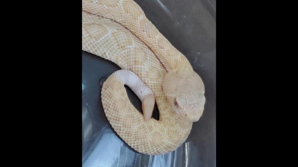 A photo of an albino western diamondback rattlesnake captured its red pupils. Photo from Hill Country Wildlife - Texas Parks and Wildlife on Facebook.