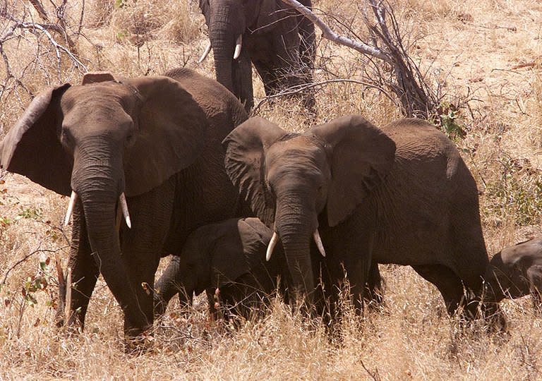 Elephants were among the 90 percent of large herbivores in Mozambique's Gorongosa National Park that died during conflict