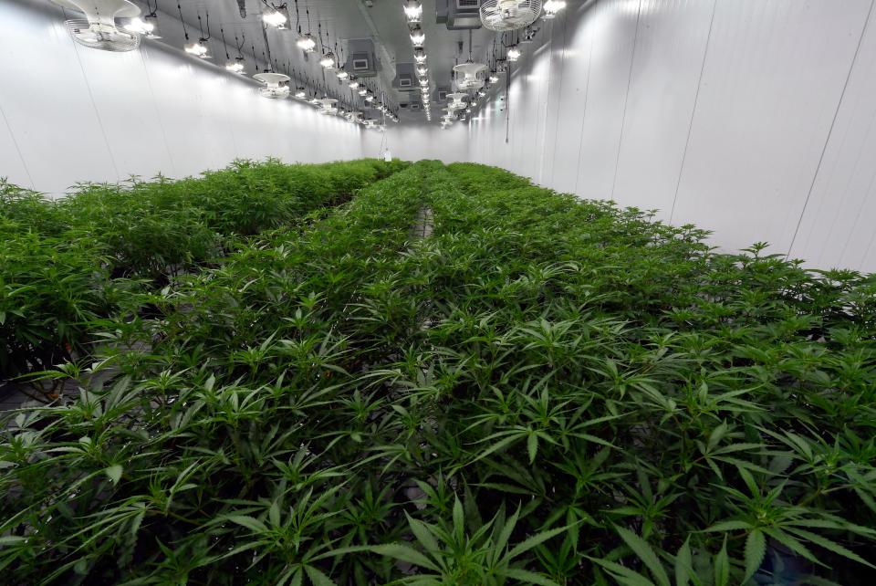 This Aug. 22, 2019 photo shows medical marijuana plants being grown before flowering during a media tour of the Curaleaf medical cannabis cultivation and processing facility in Ravena, N.Y.