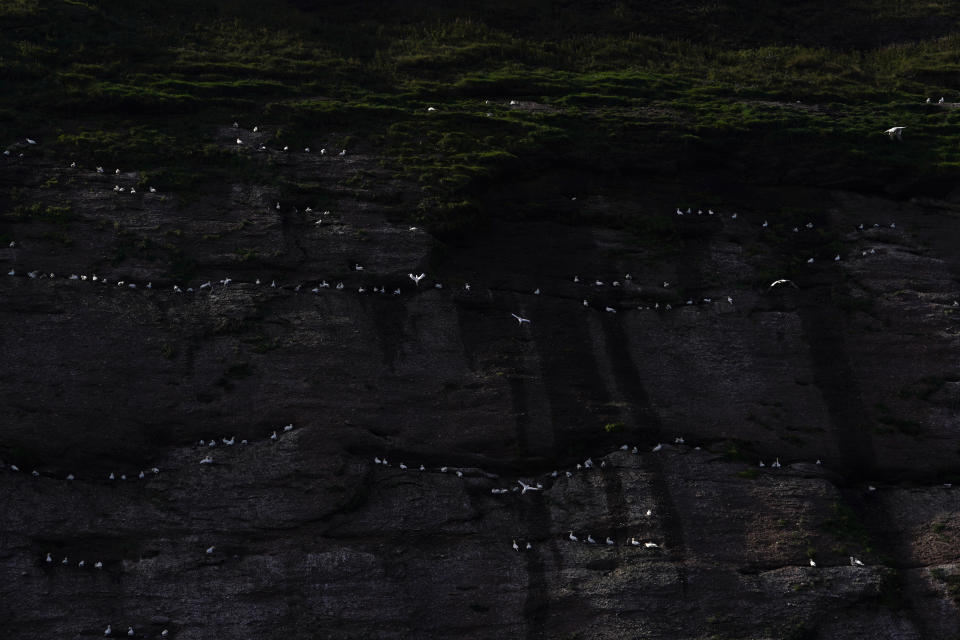 Early morning sun shines on northern gannets as they nest in the cliffs of Bonaventure Island in the Gulf of St. Lawrence off the coast of Quebec, Canada's Gaspe Peninsula, Monday, Sept. 12, 2022. The small island is close to shore and home to over 100,000 gannets in the breeding season, making them the world's second largest northern gannet colony. (AP Photo/Carolyn Kaster)