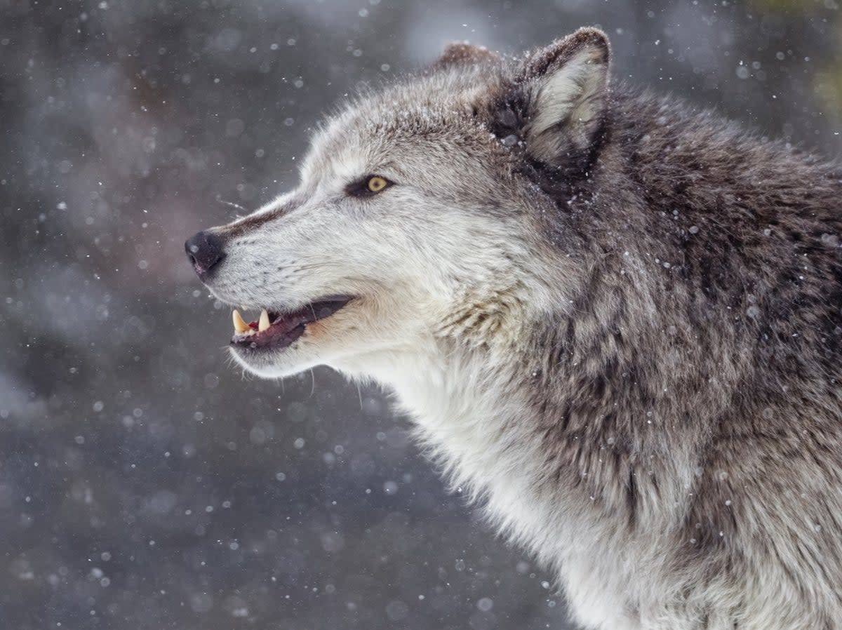 The wolf was allegedly shown off in a bar before it was killed  (Getty/iStockphoto)