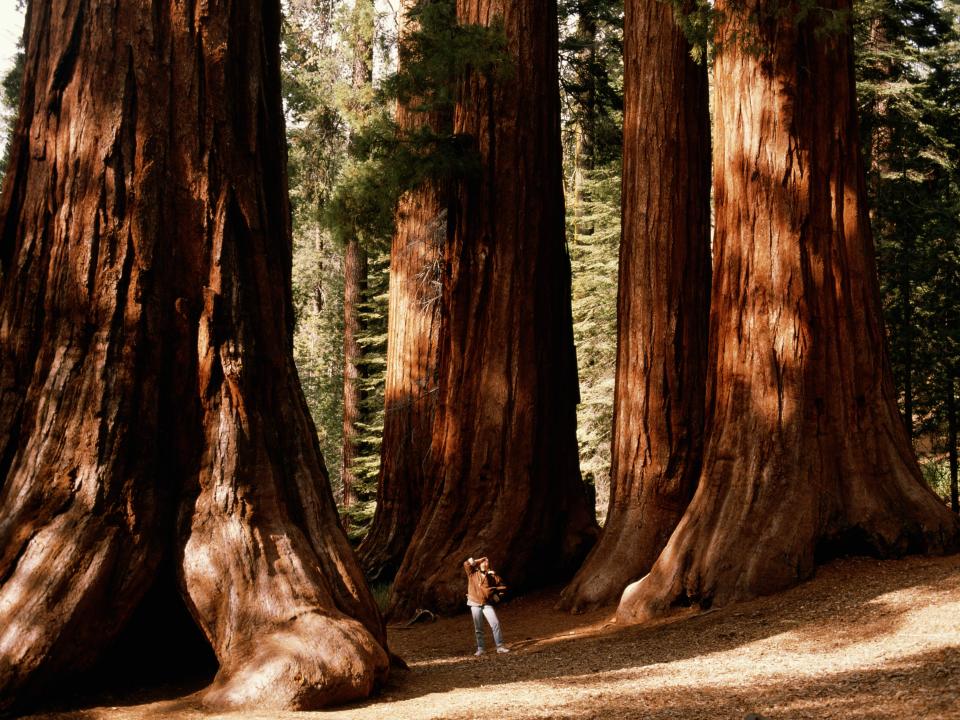 Woman standing amongst giant sequoias in California.